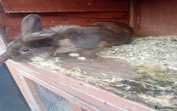 Mixed Breed rabbits for sale: Beautiful rabbits - Advert 1