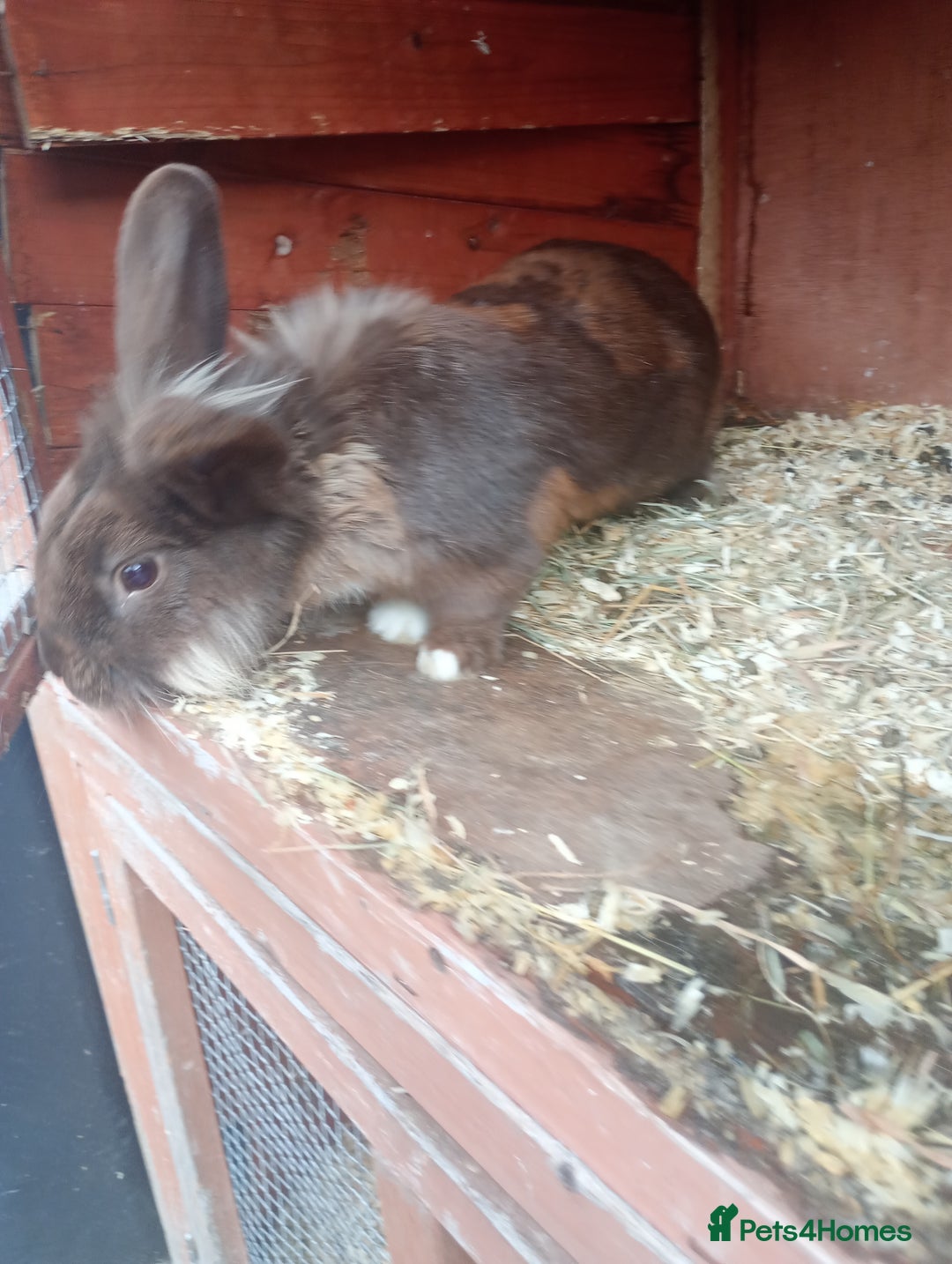 Mixed Breed rabbits for sale: Beautiful rabbits - Advert 1