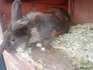 Mixed Breed rabbits for sale: Beautiful rabbits - Advert 1
