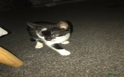 British Shorthair cats for sale: Female 8 weeks kitten black and whiteshorthair  - Image 4