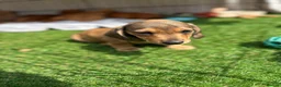 Miniature Dachshund dogs for sale: Beautiful mini dachshund pups ready for new homes  - Advert 7