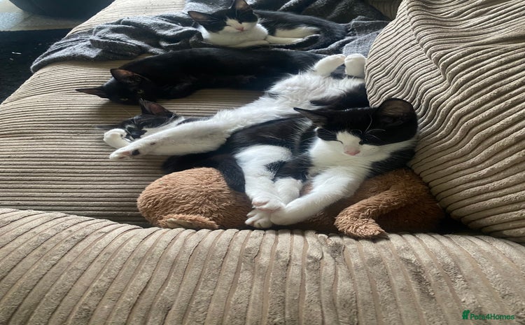 Mixed Breed cats - Advert 4