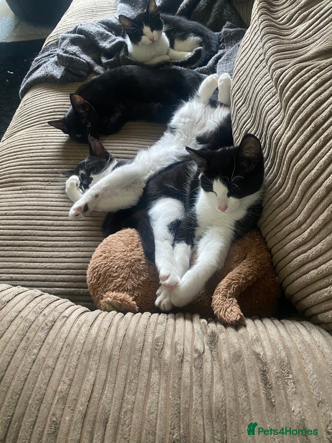 Mixed Breed cats for sale: Litter of kittens - Image 1