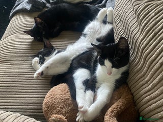 Mixed Breed cats - Advert 37