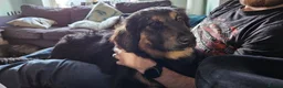 Mixed Breed dogs for adoption: Lovable Lord - Advert 6