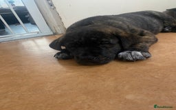 Mixed Breed dogs for sale: Rottweiler cross Akita (rokita) - Image 4