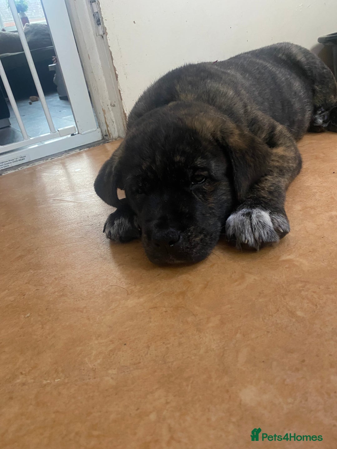 Mixed Breed dogs for sale: Rottweiler cross Akita (rokita) - Image 4