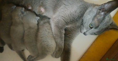 Russian Blue cats - Advert 2