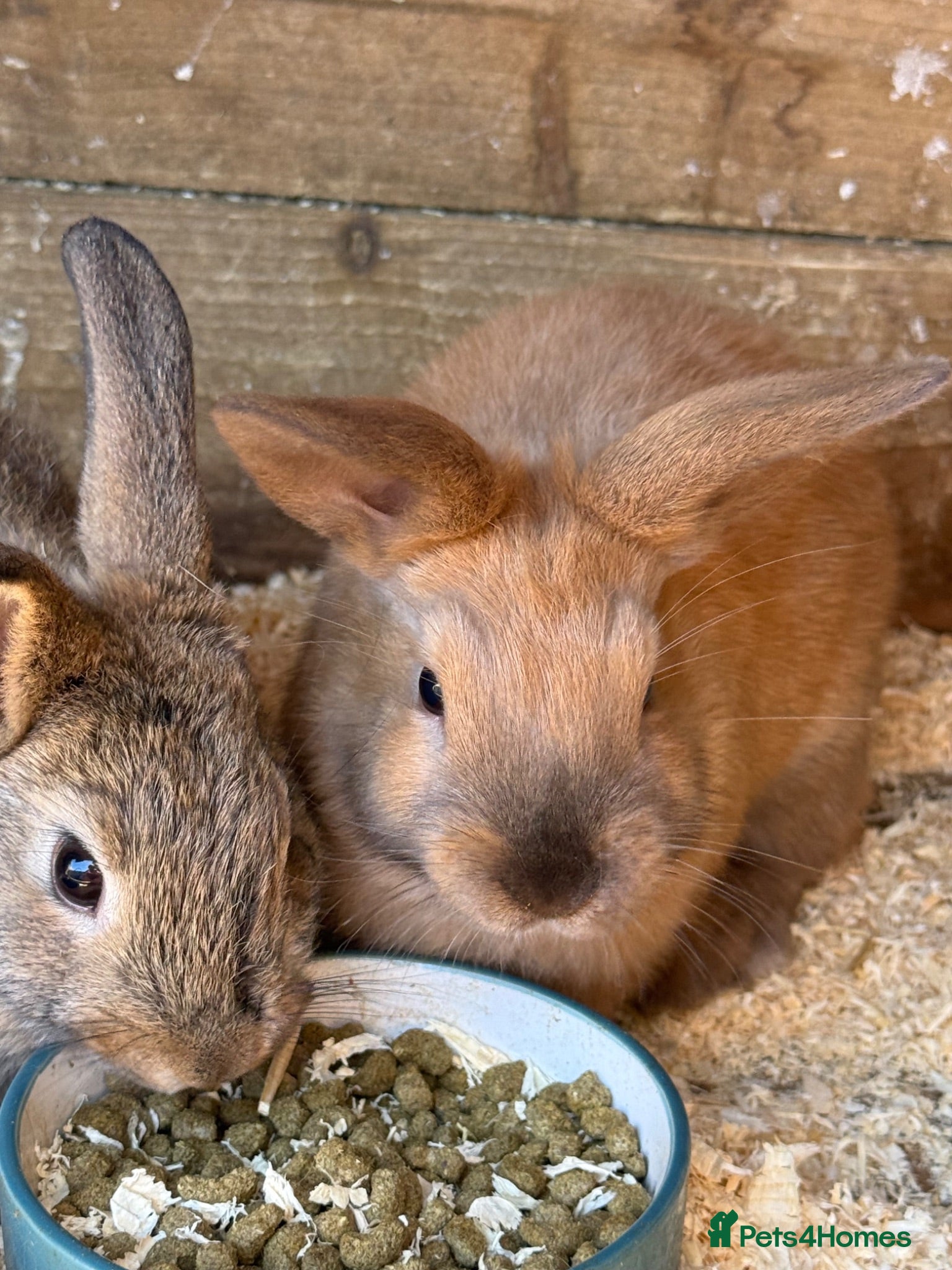 Mini Lop rabbits 2 x mini lop does - ready to leave now  - Advert 3