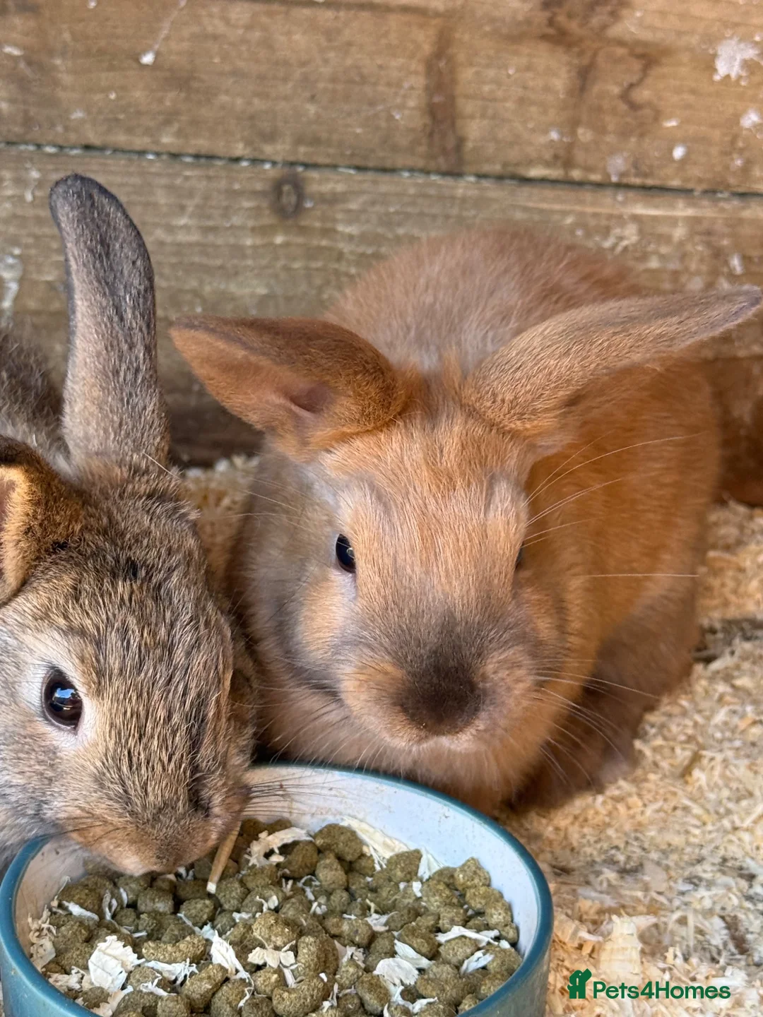 Mini Lop rabbits for sale: 2 x mini lop does - ready to leave now *reserved!* - Advert 1