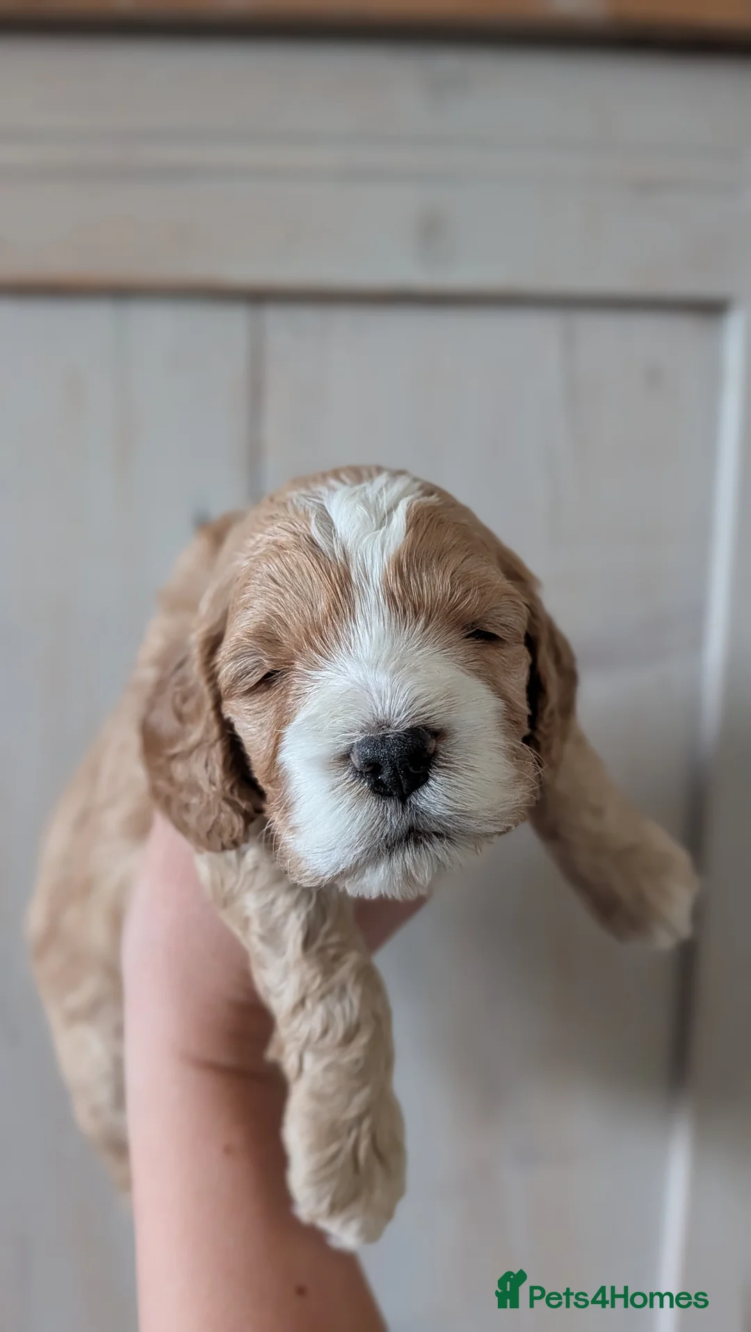 Cockapoo dogs for sale: Gorgeous F1 Cockapoo Puppies - Advert 2