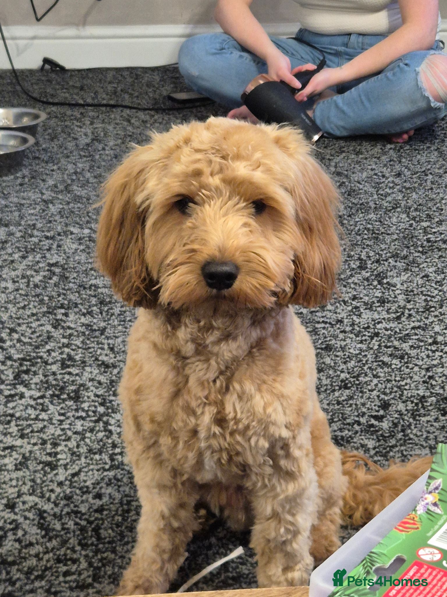 Cockapoo dogs Stunning Proven F2 Toy Cockapoo for stud  - Advert 3