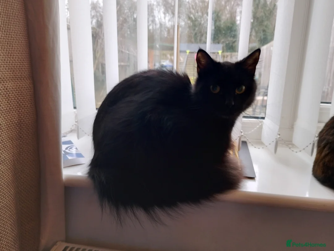 British Longhair cats for sale: 16 month old black cat  - Advert 2