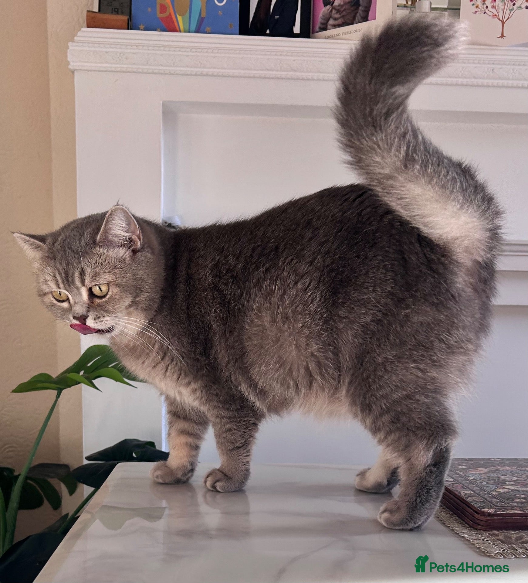 British Shorthair cats for sale: Stunning Blue Golden British Shorthair Girl! - Advert 7