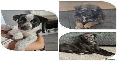 Mixed Breed dogs - Advert 2