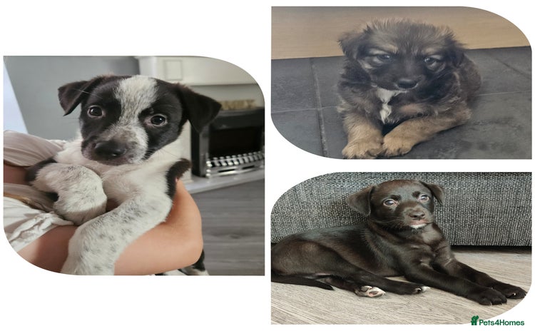 Mixed Breed dogs - Advert 4