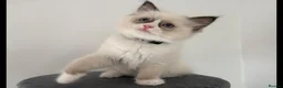 Ragdoll cats for sale: 100% original ragdoll no outcross. - Advert 5