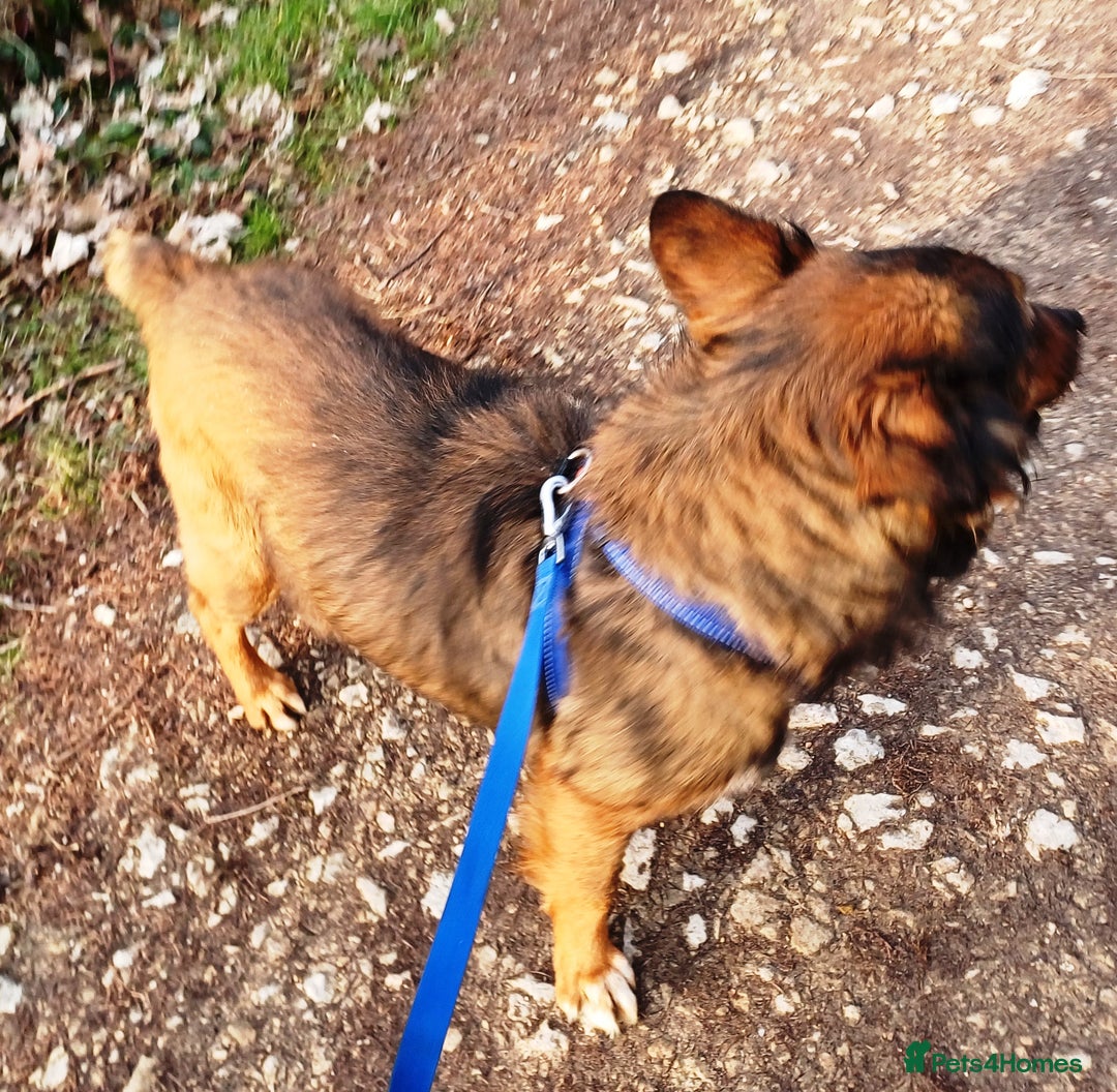 Mixed Breed dogs for adoption: Meet Charlie - a Lovely old boy, for a loving Home - Image 16