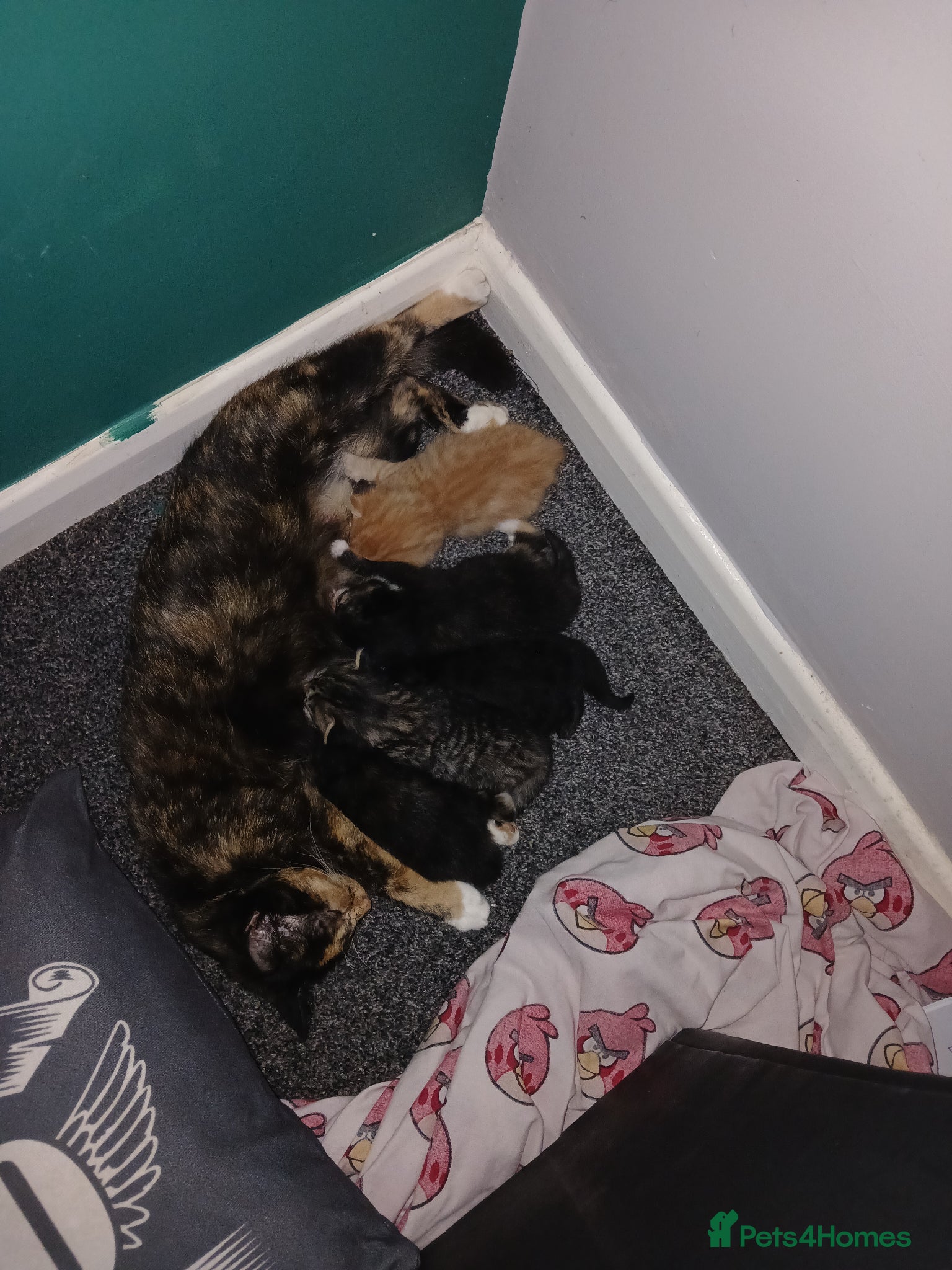 Mixed Breed cats 1 ginger male and 1 tortir girl - Advert 1