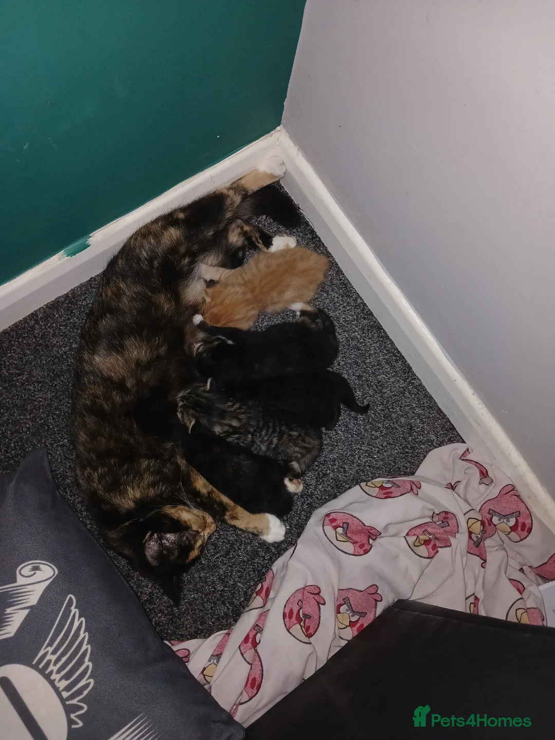 Mixed Breed cats for sale: 1 ginger male and 1 tortir girl - Advert 1
