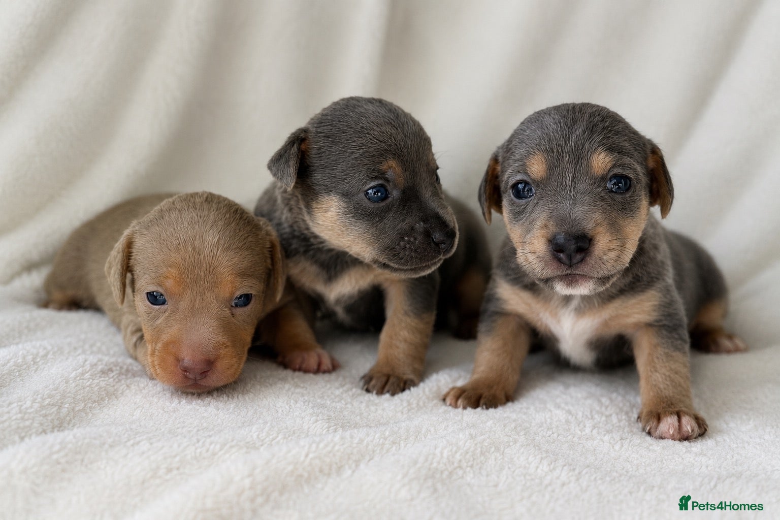 Jack Russell dogs Health Tested Miniature JR puppies imported lines - Advert 1