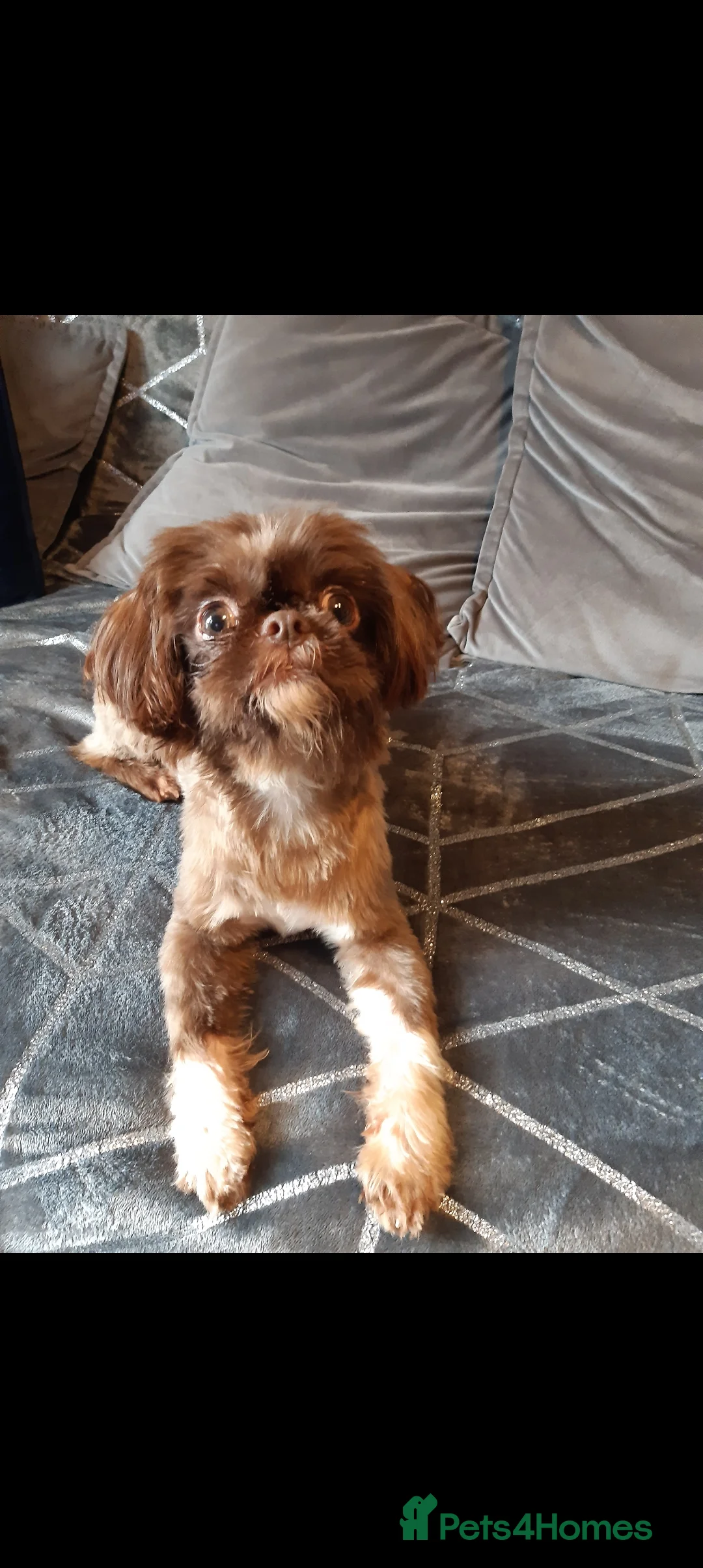 Shih Tzu dogs for stud:  imperial studs both proven  in Bolton - Advert 26