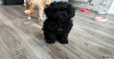 Cavapoo dogs - Advert 9