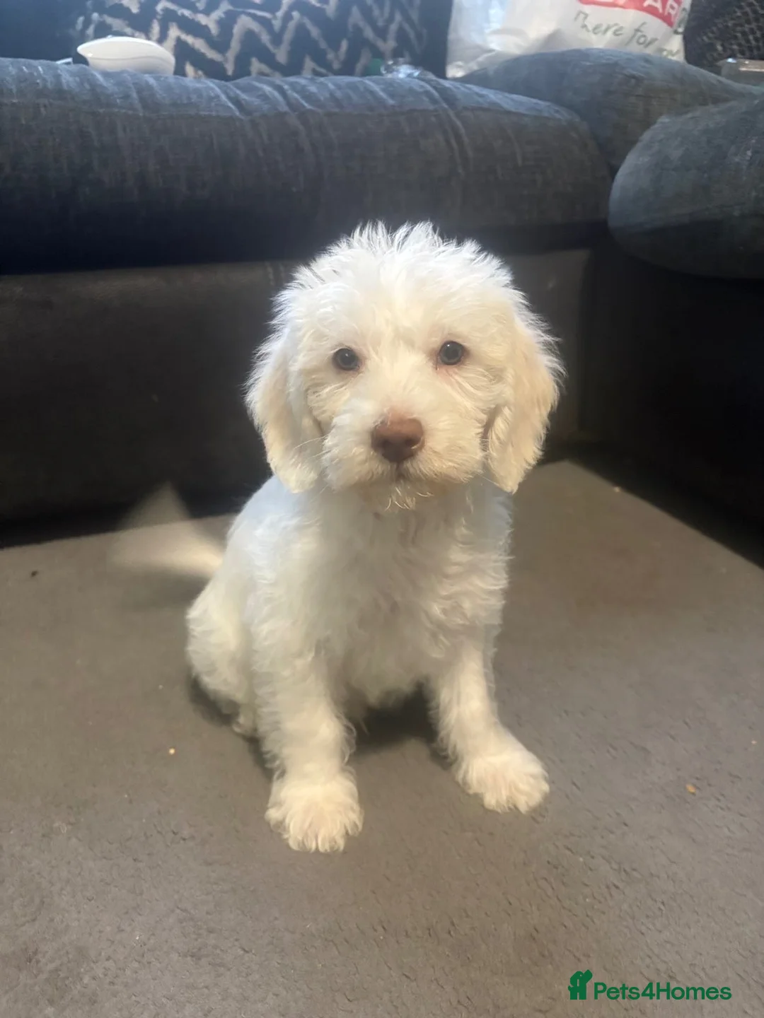 Labradoodle dogs for sale: Male Labradoodle  - Advert 1