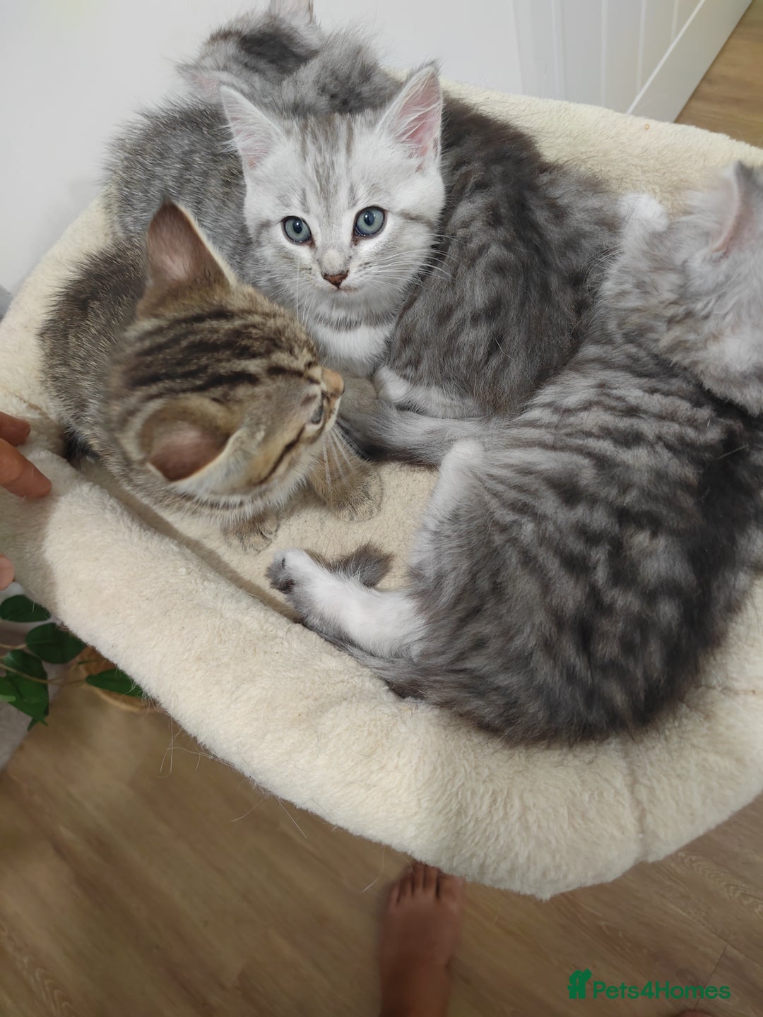 Mixed Breed cats for sale: Adorable boys kittens 3 x Silver Tabby 1x Tabby - Image 7