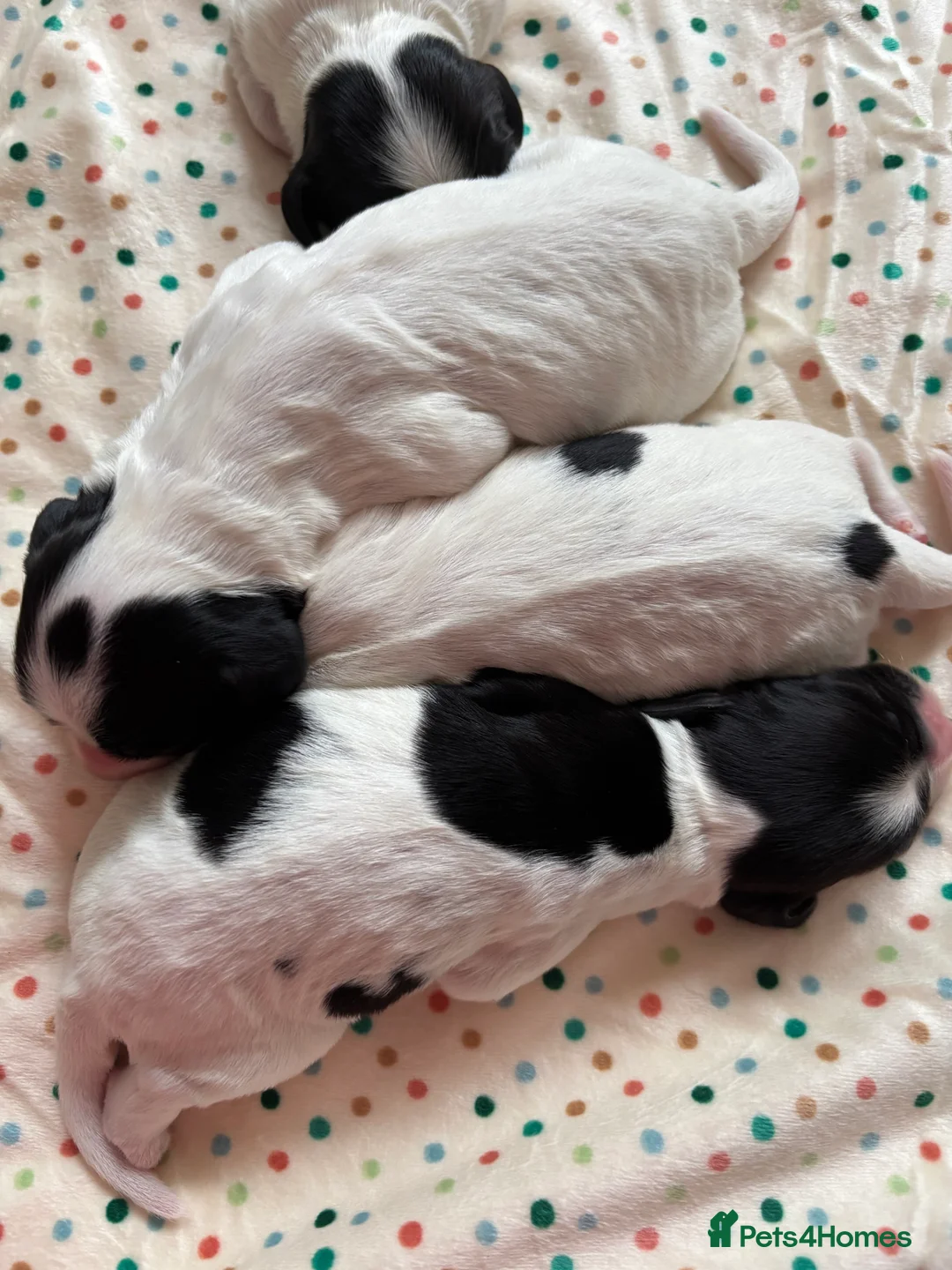 Cocker Spaniel dogs for sale: Working cocker spaniel puppies (White & Black) in Cardiff - Advert 10