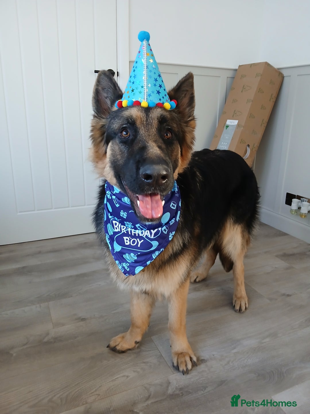 German Shepherd dogs for sale: Male german shepherd 15 months old - Advert 4