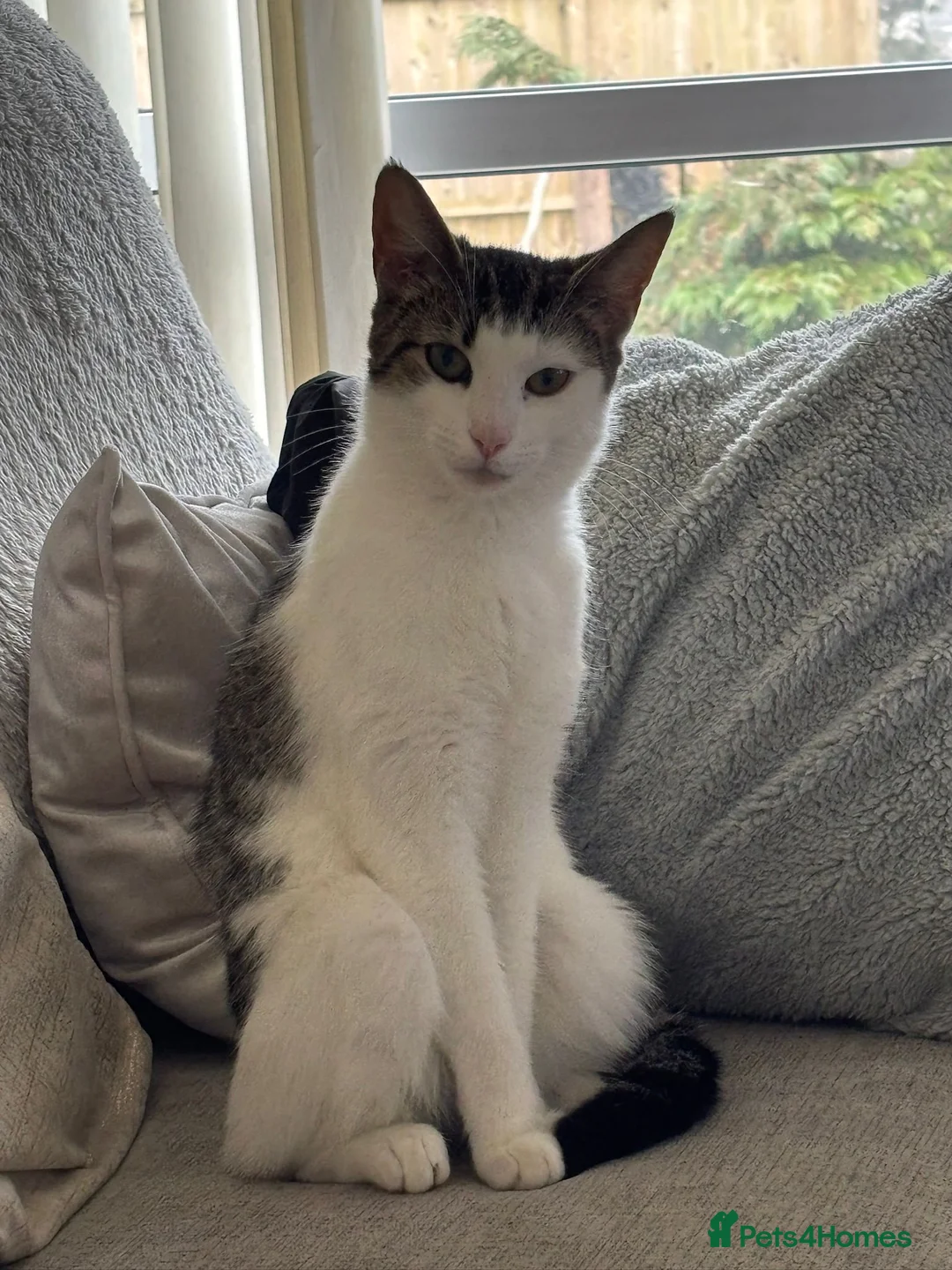 Domestic Shorthair cats for sale: Outdoor cat to be rehomed  in Dinas Powys - Advert 1