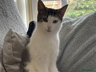 Domestic Shorthair cats Outdoor cat to be rehomed - Advert 3