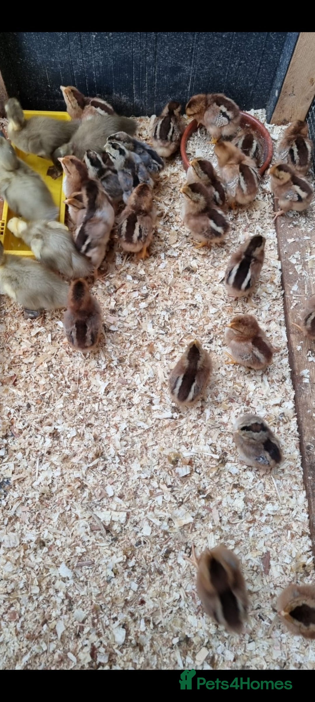 Chickens poultry for sale: Welsummer and Cream Legbar Chicks  - Image 3