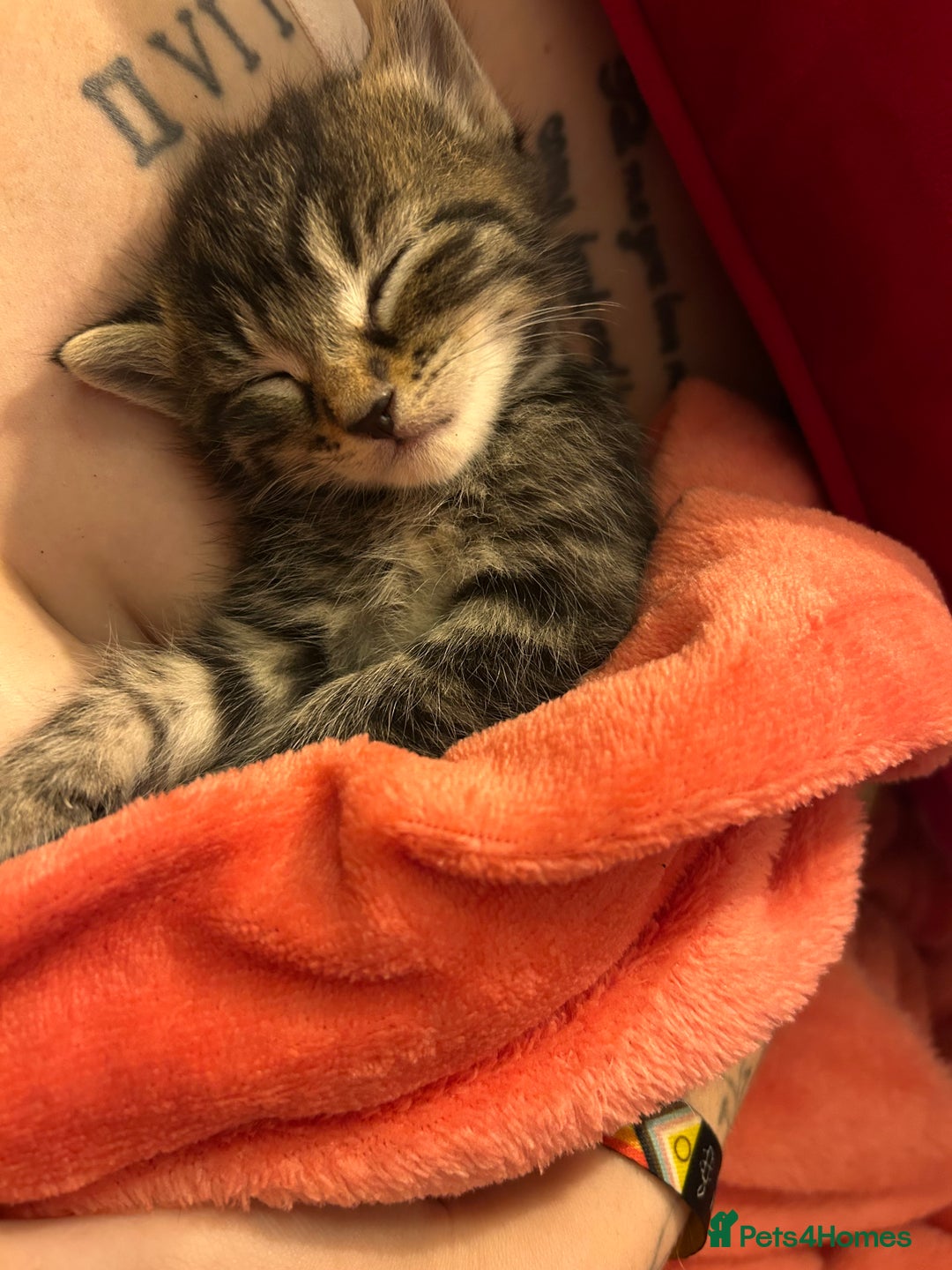 Mixed Breed cats for sale: Playful kittens for sale  - Image 6
