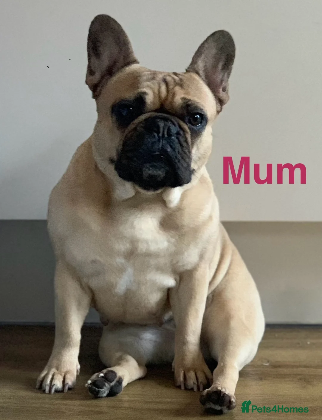 French Bulldog dogs for stud: Denzel- Open for Stud- PROVEN. Son of Super Ted  in Gillingham - Advert 9