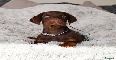 Dobermann dogs - Advert 8