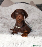 Dobermann dogs - Advert 4
