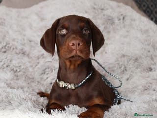 Dobermann dogs WAITLIST 2026 CEZARBLUE 5 STAR LICENSED ⭐️ - Advert 17