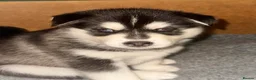 Siberian Husky dogs for sale: Beautiful Siberian Husky pups - Advert 10