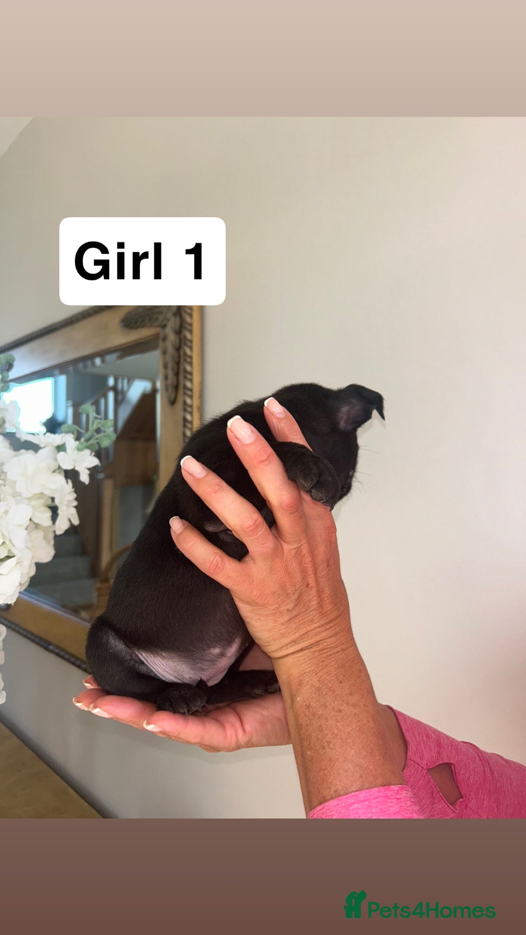 Staffordshire Bull Terrier dogs for sale: Beautiful staffordshire bull terrier puppies  - Image 18
