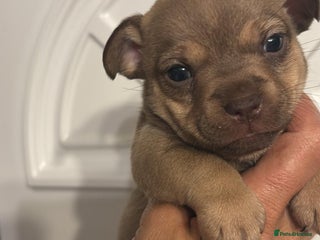 Jack Russell dogs Jack Russell puppy’s. - Advert 3