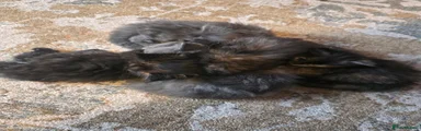 Maine Coon 2
