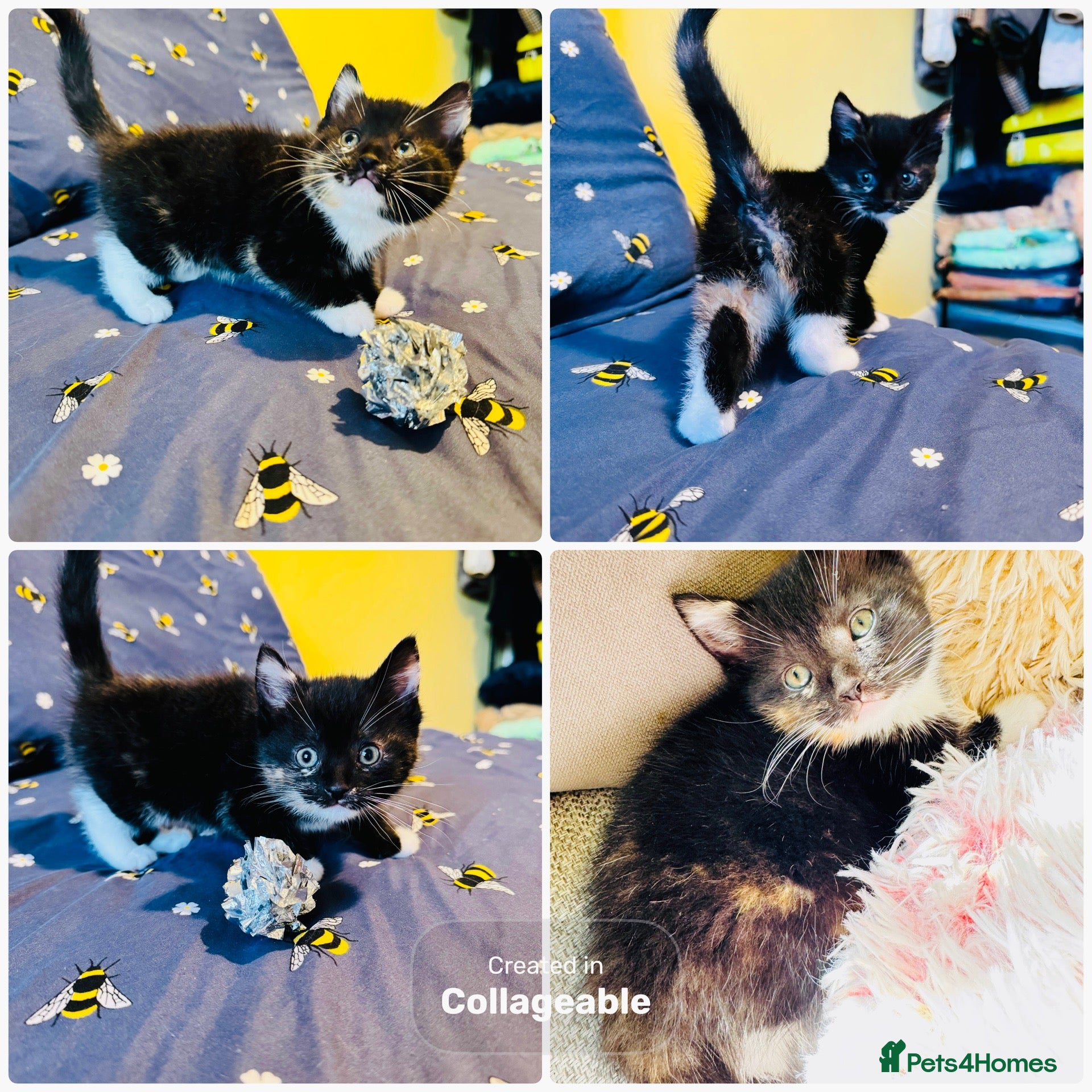 Mixed Breed cats Adorable Fluffy Kittens Looking for Loving Homes - Advert 1