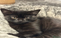 British Shorthair cats for sale:  🐾 Gorgeous Black Kittens – 11 Weeks Old 🐾   - Image 12