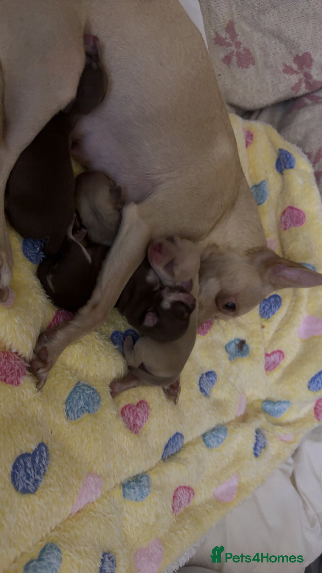 Chihuahua dogs for sale: Stunning chihuahua puppies ready  ** 🎁 **  - Image 6