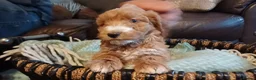 Cockapoo dogs for sale: Cockapoo puppies for sale - Advert 9