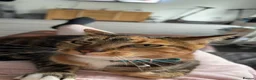 Mixed Breed cats for sale: Maincoon mix in Bognor Regis - Advert 1
