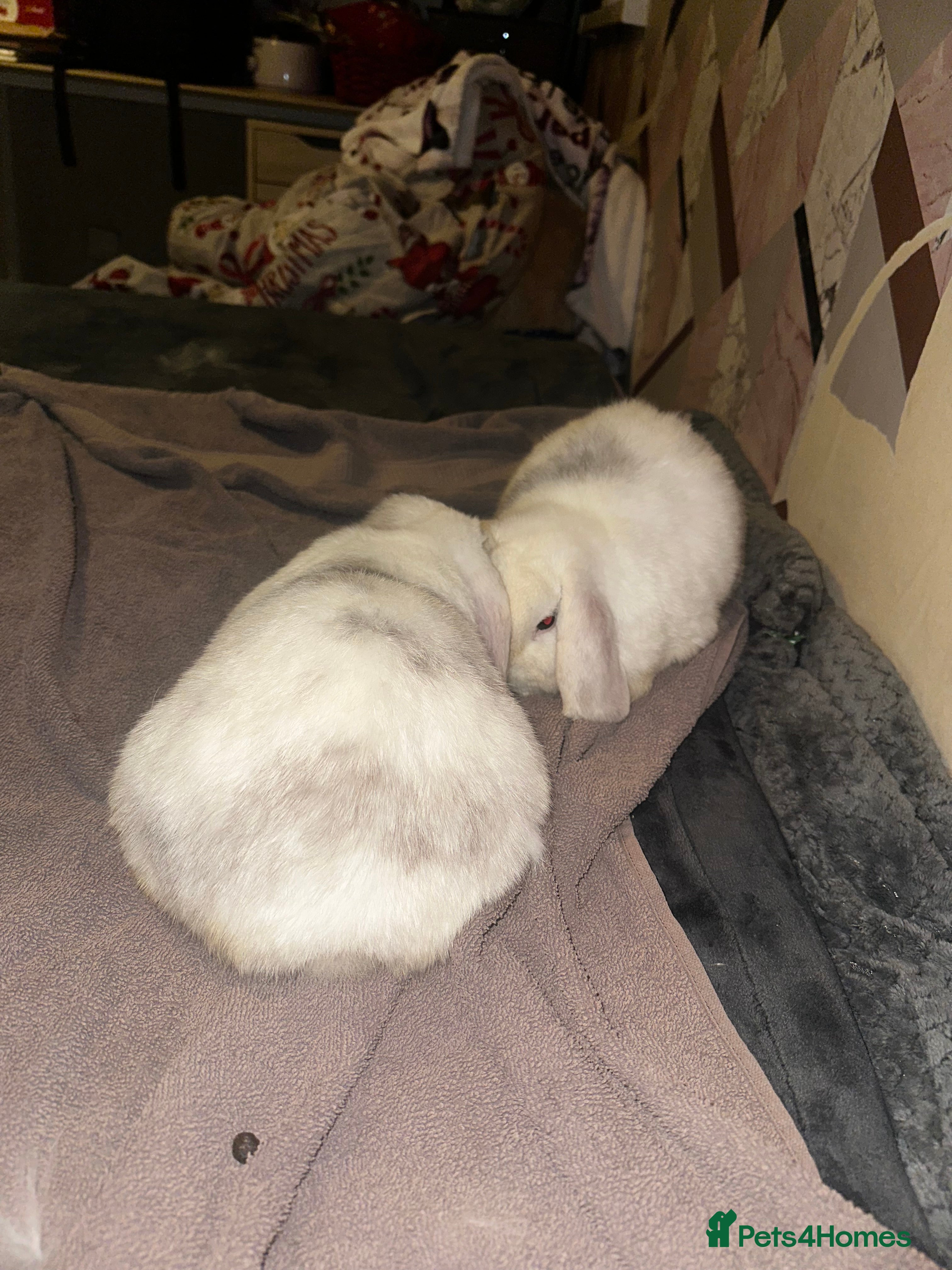 Mini Lop rabbits Bonded boy rabbits and guinea pigs  - Advert 1