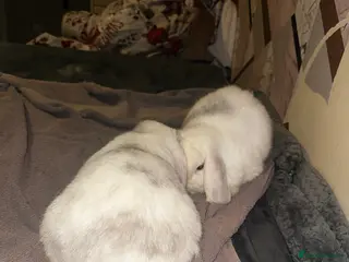 Mini Lop rabbits Bonded boy rabbits and guinea pigs - Advert 1